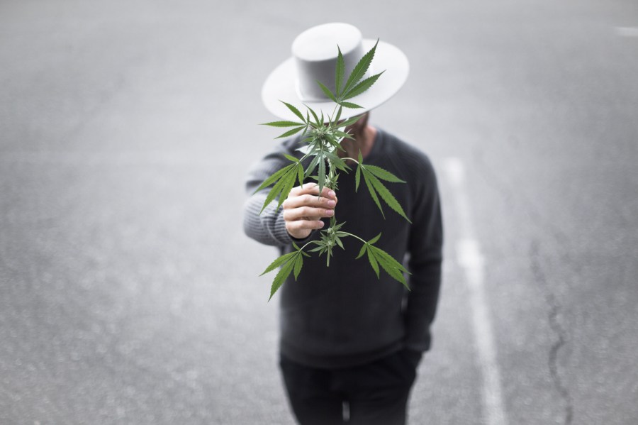 hemp-is-the-new-kale-1