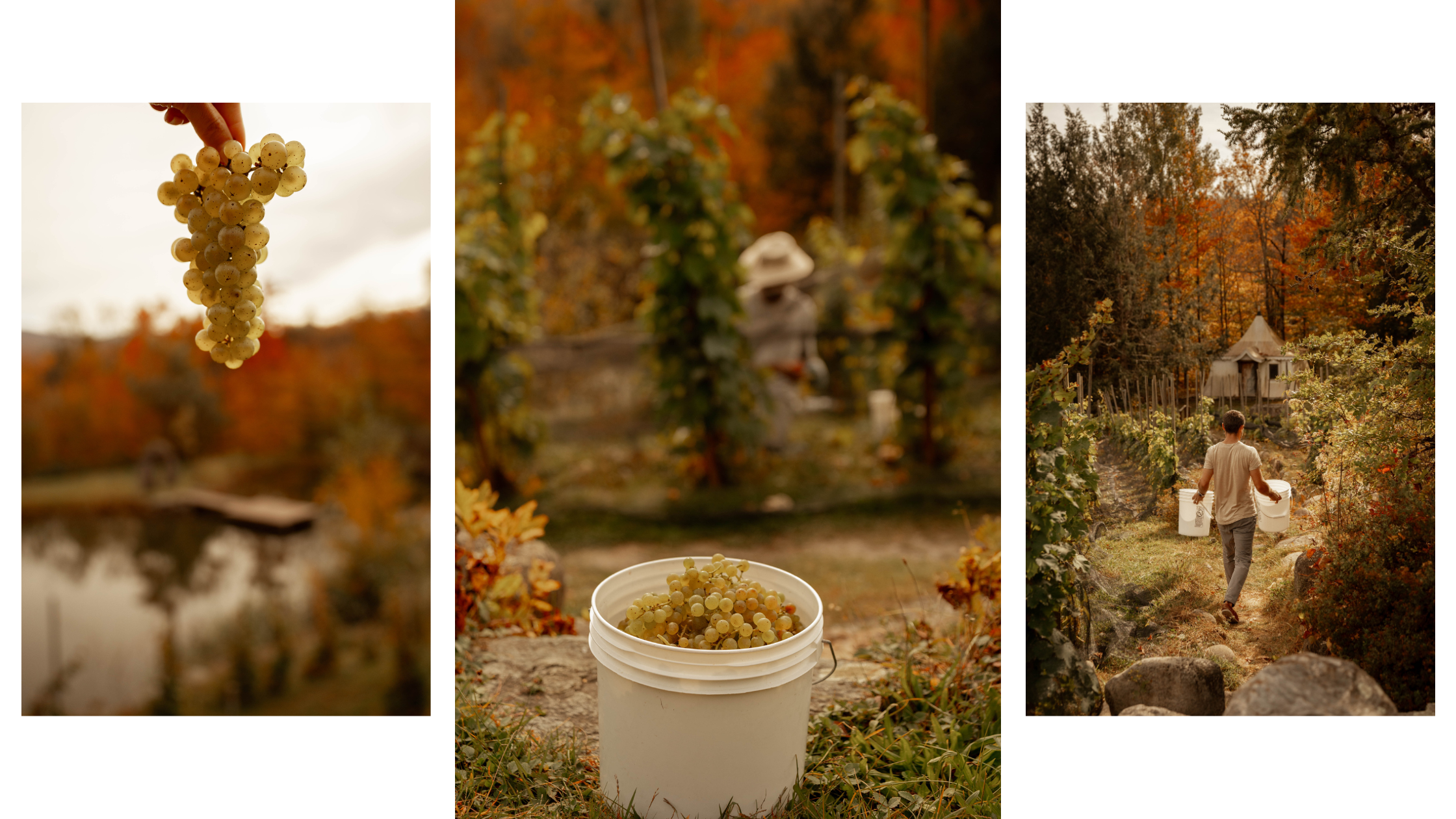 Les vendanges à l'automne 2023 au vignoble québécois Château Ste-Agnès